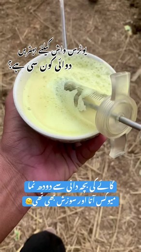 Best Treatments for Cow Inflammation and Uterine Health