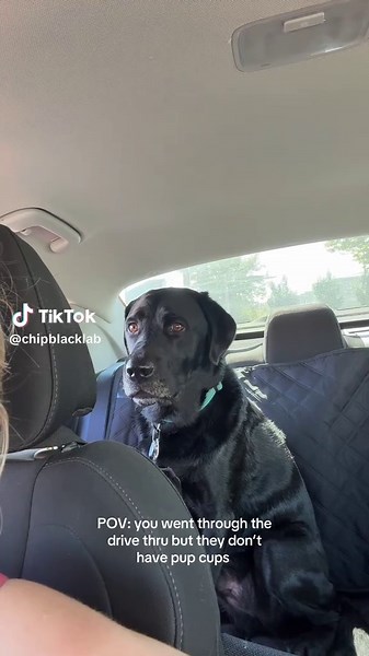 I usually bring a little treat from home if I know we’re going through a drive thru with no pup cups 😂😩 spoiled rotten #blacklab #dogsoftiktok #labrador #pupcup #cutedog #dogmom #dogtok #doglife