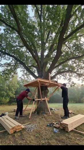 Building a simple tree house I Home Timelapse Video