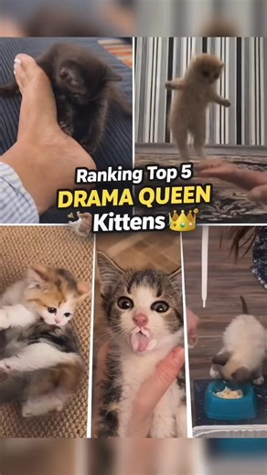 Top 5 DRAMA QUEEN Kittens 👑🐾 (Wait for #1)