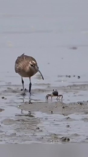 Відео користувача Viral Vibes Vault (@3v_viral_vibes_vault) з композицією «This is meat - GANG»