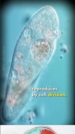 "Paramecium: A Fascinating Water Microorganism with Unique Reproductive Abilities"