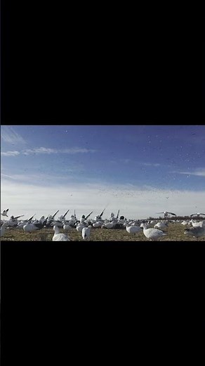 Successful Duck Hunting Day | Real Action