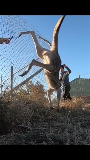 Helpless Kangaroo Hanging on a Fence — A Man Steps In Just in Time