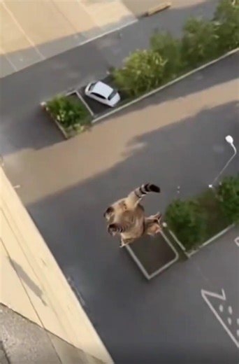 Cat Jumps Off a Rooftop… What Happened Next?