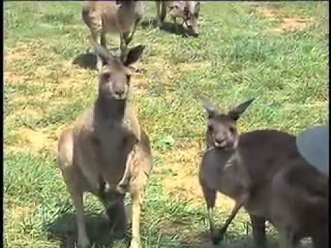 Kangaroos In Georgia Mountains - Kangaroo Farm