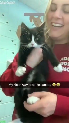 Cat Lover 😸 #fyp 🐈‍⬛ # Part 4999