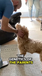 4.2K views · 27 reactions | When selecting a puppy, what are the key elements you should pay attention to? Trainer Chad provides some tips to help you find the right puppy for you. Listen to the Ultimate Puppy Raising Guide on Pack Talk Podcast Episode 94  #dogs #dogtraining #dogtrainer #puppy #puppylife #puppyselection #puppytips #puppytraining #packtalkpodcast | Canine Revolution Dog Training | Facebook