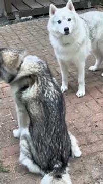 Amazing facts about husky you didn't know #dog #husky #huskylife #dogfacts