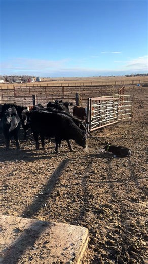 Border Collie Protects Cattle with Bite Command