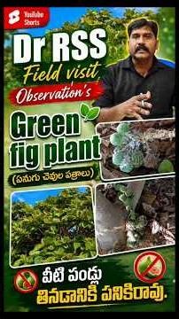 This plant's fruits cannot be eaten | It gives good shade | Dr RSS