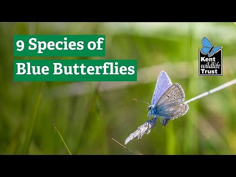 9 Species of Blue Butterflies in the UK