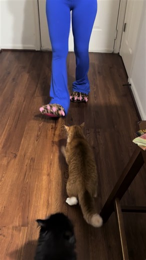 #orangecat #catsoftiktok #cats #rva #girlcat | rage baiting cat