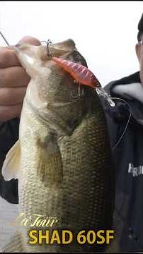 Spring shad game! #bassfishing #blackbass #Latour #bass #bassfishing