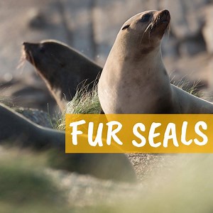 58K views · 110 reactions | Learn more about fur seals tonight in an all new episode of 'Animals with Cameras,' 8|7c on PBS. | Nature | PBS | Facebook