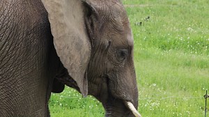 29K views · 1.3K reactions | We have an update about our elephant...