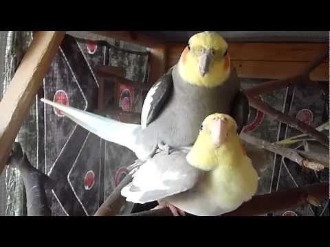 About Cockatiels Mating