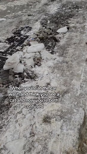 Adorable Owl Confusion at the Car Wash
