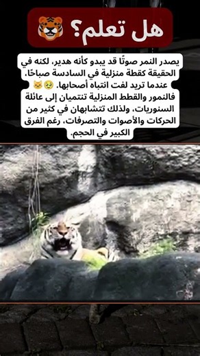 هل تعلم؟ الأسد يتصرف أحيانًا مثل قطة منزلية! 🦁