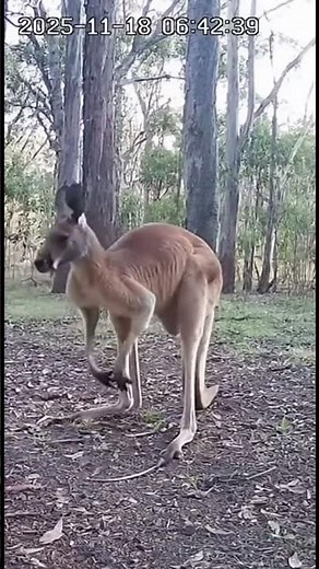 Dog vs Kangaroo — The Showdown No One Expected! #funnyshorts #funny #automobile #starwars #memes