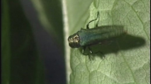 How a beetle is destroying North Alabama’s ash trees