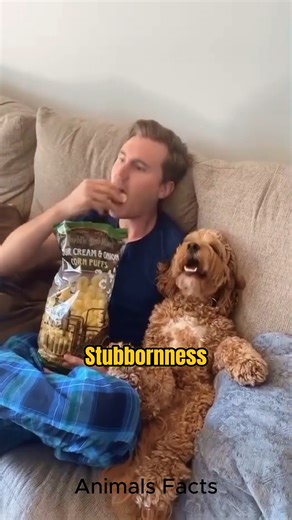 Discover Cockapoo 🔥#cockapoo | Animals Facts