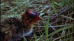 Water Birds (1952) (1080p) +subtitle