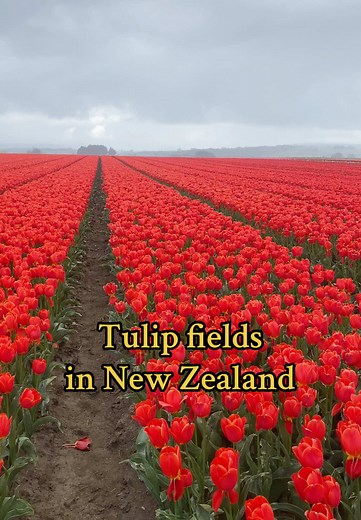 Best Time to See Tulips in New Zealand: October at Edendale Tulip Farm