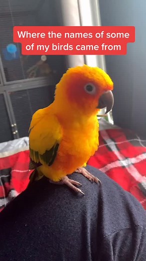 Bird_Tails on TikTok