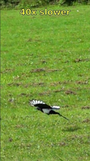 Magpie flight over the field at 40x slow-mo