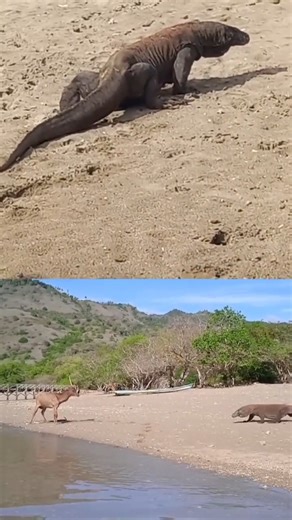 Attact moment! big komodo dragon Attact the deer on beach #wildlife #wildanimals #animals #komodo #komodod | Komodo Life