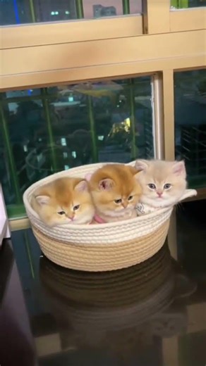 sangat menggemaskan #kucing #cat #shortvideo