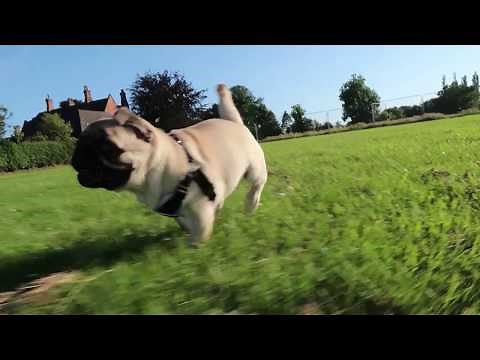 Pug puppy running! (Some slow motion!)