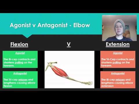 Anatomy 7 - Agonist V Antagonist muscle pairs