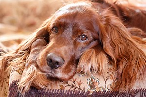Irish Setter Prices 2024: Purchase Cost, Vet Bills, and More!