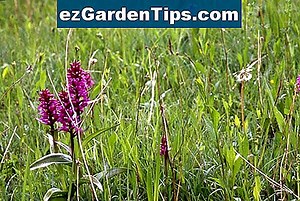 Les types de plantes des prairies 🌱 Conseils Jardiniers - Fr.ezGardenTips.com