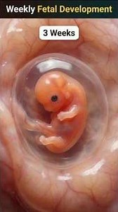 Weekly Fetal Development Explained👶| Embryo to Fetus Journey | Pregnancy #shorts