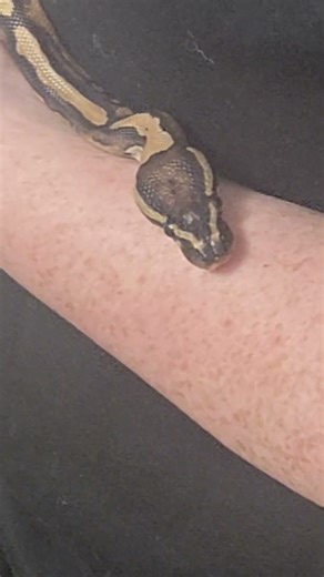 Emoji-Ball Python can't help but be cute!