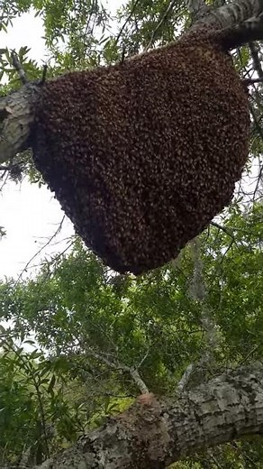 Bee Removal Orlando Florida.