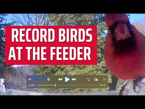 How to Record Birds at the Feeder