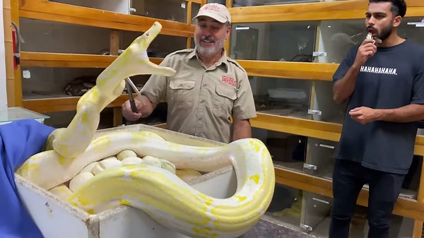 Wildlife handler handles biting python while Adam loses his lunch