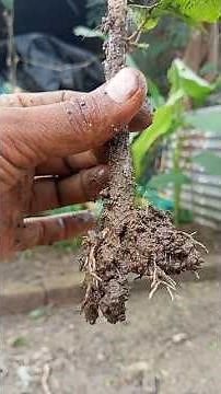 How to set up a hibiscus plant in a pot