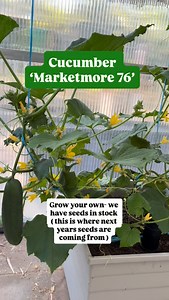 Cucumber ‘Marketmore 76’ growing in wicking pots from @wickandgrow_perth for seed collection (and some for munching) this is a tried and tested reliable heirloom variety, purchase WA grown seeds from our online store 🙂 | Thrive Sustainability
