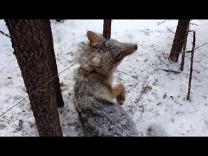 Trapline fur trapping Check #5