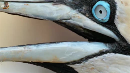 #animals #animalsdiscovery