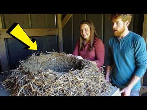 Para Znajduje Ogromne Gniazdo W Stodole—Mąż Widzi Zawartość I Chwyta Za Telefon