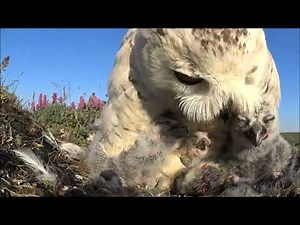 Snowy owls: new occupant