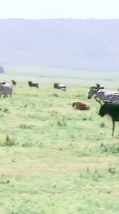 2K reactions · 4 comments | Zebra vs Hyena #wildlife #fypシ゚viralシfypシ゚viralシalシ #fypシ゚viralシ #viralshorts #viralvideoシ #facebookviral #instagram | Äb Hâ M Îđ | Facebook