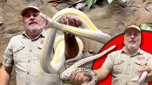 I have been working with reticulated pythons for decades, and we have made a bunch of world's first genetic combinations along the way! They come in so many different cool colors and patterns, and these are some of the craziest ones we have here at the reptile zoo! Which one is your favorite? . . . #giant #beautiful #reticulated #pythons #reelsinstagram #reelsvideo #long #snake #huge #reptile #style #gentics #genes #size #python #amazing #animals #beautiful #snakes #big #feet #wild #video #momen