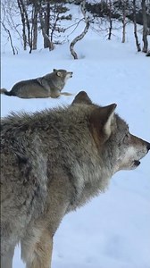 Wolves howling 🥹🐺❤️